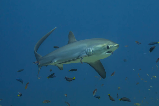Thresher Shark nadando en el Mar de Filipinas - Foto, imagen
