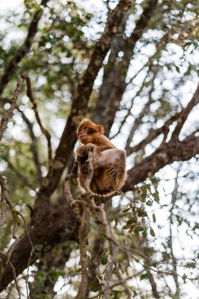 pequeo mono entre arboles trepando en rama - Foto, immagini