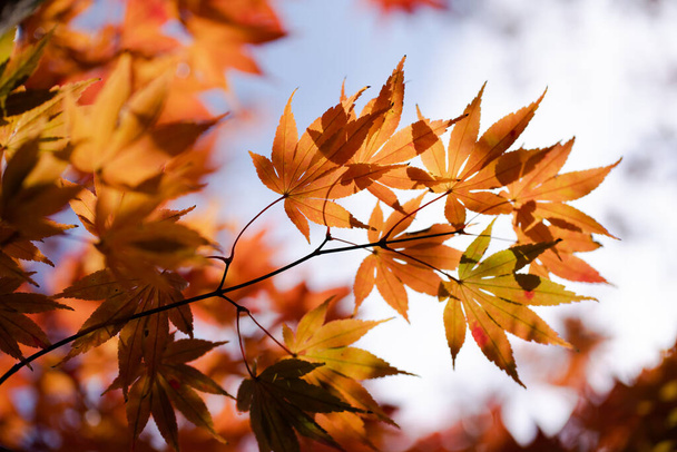 The natural texture of colorful maple leaves or Momijigari in autumn at Japan. Light sunset of the sun with dramatic yellow and orange sky. Image depth of field. - Valokuva, kuva