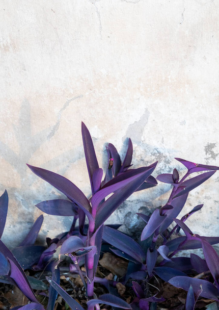 Violet leaves of the plant tradescantia - Photo, Image