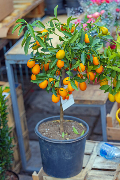 Citrus Fruit Kumquat Plant in Pot at Garden Centre - Valokuva, kuva