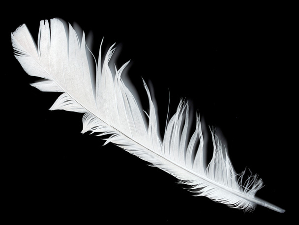 Bird feather on black - Photo, Image