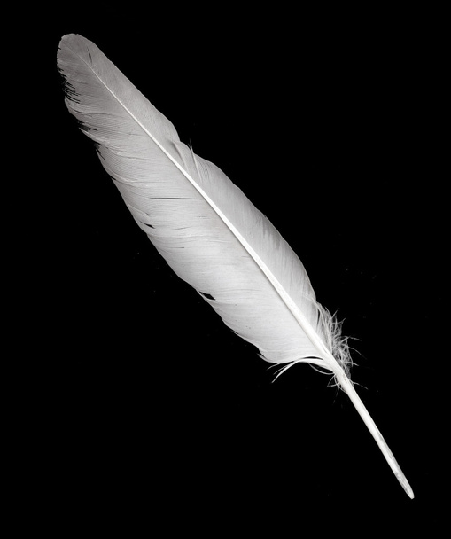 Pluma de ave sobre negro
 - Foto, imagen