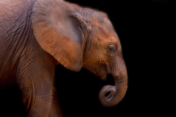 Baby elephant - Fotó, kép