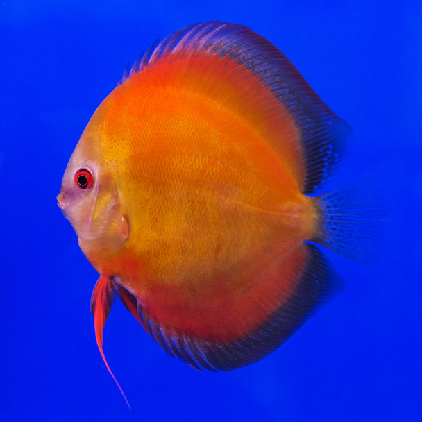 Риба Помпадур (Discus)
 - Фото, зображення