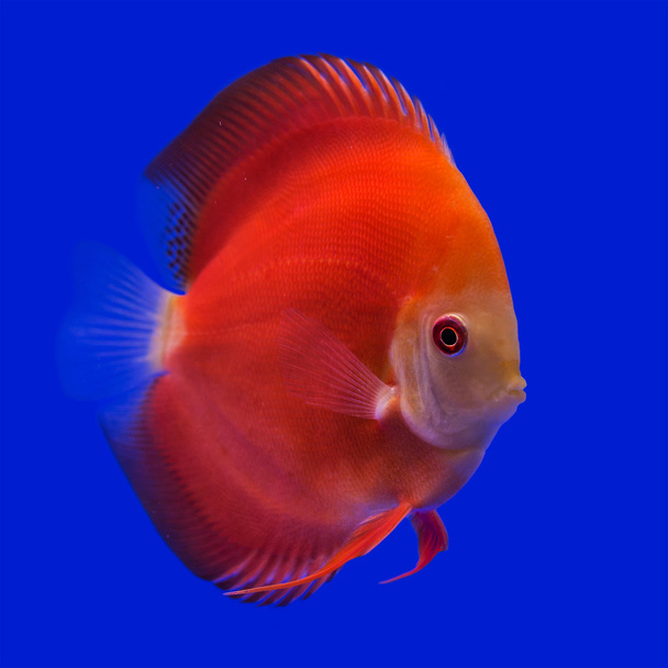 Pompadour (Discus) pesce
 - Foto, immagini