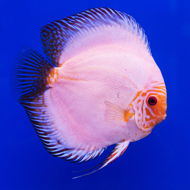 Pompadour (Discus) fish - Photo, Image
