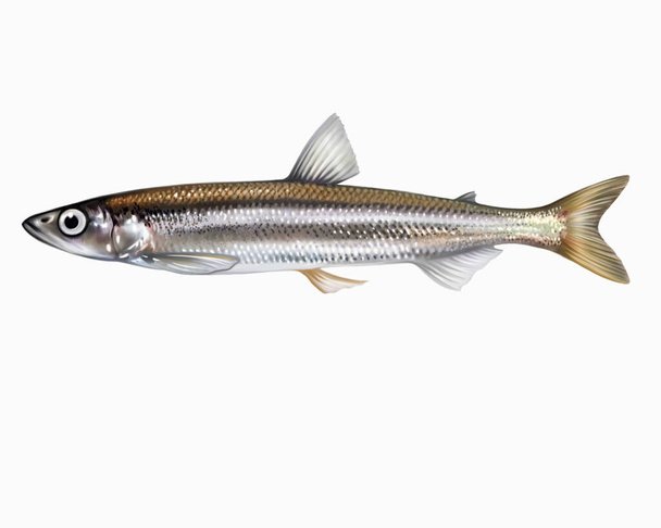 European smelt, Osmerus eperlanus, ray-finned fish of the Osmeridae family, realistic drawing, inhabitants of cold seas and oceans, isolated image on a white background - 写真・画像