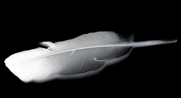 Pluma de ave sobre negro
 - Foto, Imagen