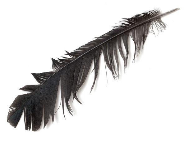 Пташине перо ізольовані
 - Фото, зображення