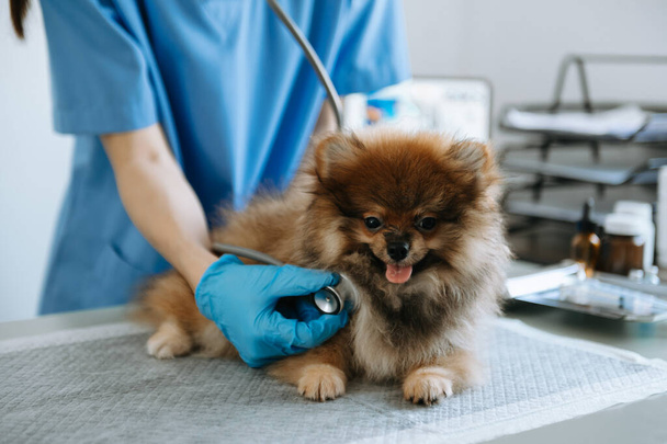 Veterinarian doctor and Pomeranian puppy at veterinary ambulance - Φωτογραφία, εικόνα