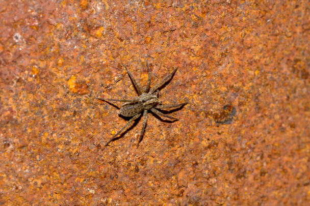 Spider on rusty background - Photo, Image