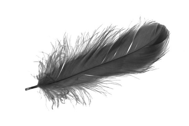 black goose feather on a white isolated background - Foto, imagen