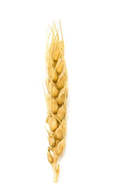 Yellow ear of corn - Photo, Image