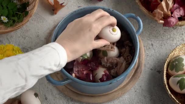 Vkládání velikonočních vajec s čerstvými rostlinami do hrnce plného vody a cibulových kůží k barvení - Záběry, video