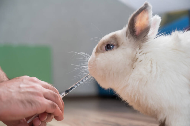 A man gives a rabbit medicine from a syringe. Bunny drinks from a syringe - Foto, afbeelding