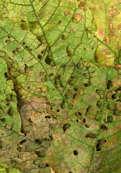 Böcekler tarafından yemiş yaprakları - Fotoğraf, Görsel