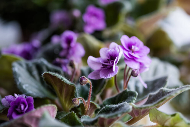 A lot of lilac colored blossoming african violet flowers saintpaulia in pot on windowsill, macro close up - Foto, afbeelding