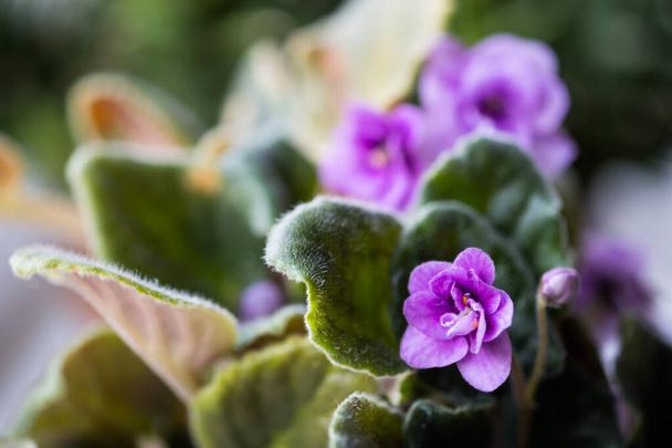 A lilac colored blossoming african violet flowers saintpaulia in pot on windowsill, macro close up - Foto, imagen