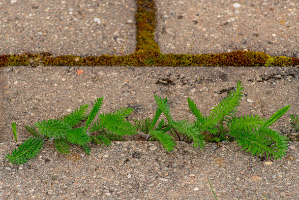 Antiguo pavimento con malezas en el parque. Moss y malezas en el pavimento. Los dientes de león amarillos crecieron en el asfalto. Plantas naturales crecen en el pavimento - Foto, Imagen