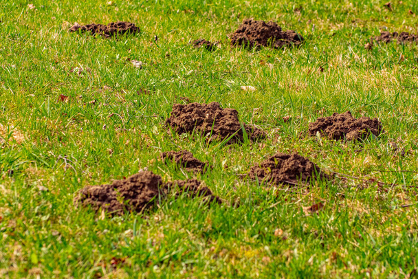 The mole pushed off the ground and made piles of ground - Photo, Image