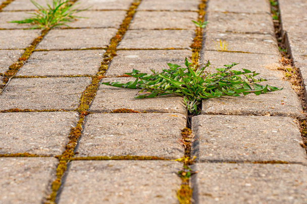 Starý chodník s trávou v parku. Mech a plevel na chodníku. V asfaltu rostly žluté pampelišky. Přírodní rostliny rostou na chodníku - Fotografie, Obrázek