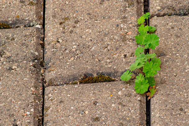 Old pavement with weeds in the park. Moss and weeds on the pavement. Yellow dandelions grew in the asphalt. Natural plants grow in the pavement - Photo, Image