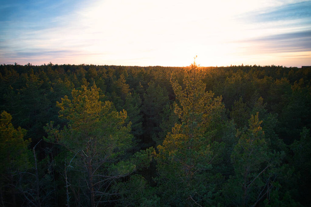 Powyżej ujęcia z powietrza zielonych lasów sosnowych i żółtych gajów liściastych o pięknej fakturze złotych wierzchołków drzew. Piękna sceneria jesienna wieczorem. Góry w jesiennych kolorach w złotym czasie - Zdjęcie, obraz