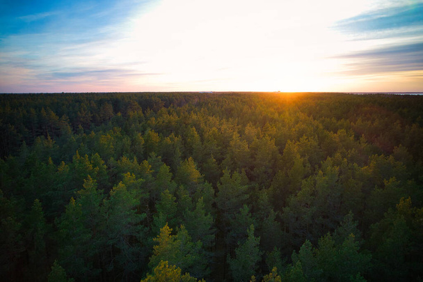Above aerial shot of green pine forests and yellow foliage groves with beautiful texture of golden treetops. Beautiful fall season scenery in evening. Mountains in autumn colors in golden time - Valokuva, kuva