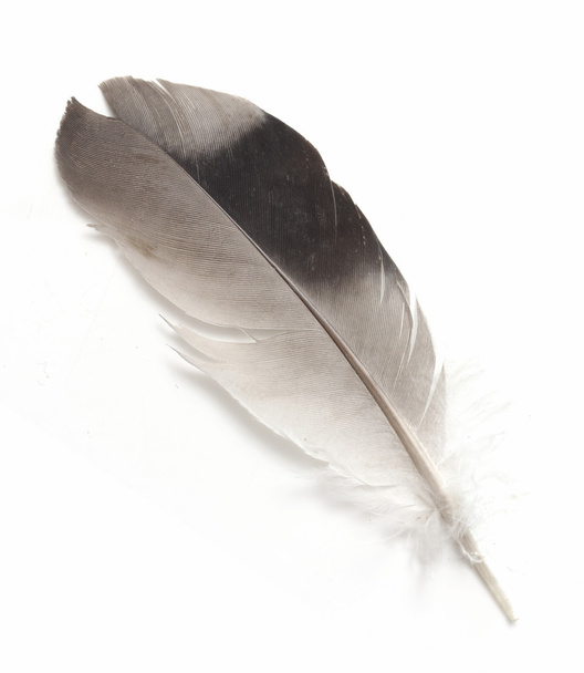 Bird feather isolated - 写真・画像