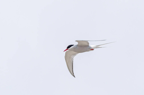 Arctic Tern Flying in the High Arctic in teh Svalbard Islands of Norway - Photo, Image