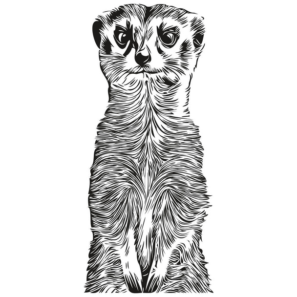 Caricature dessinée à la main Meerkat, illustration vectorielle vintage Meerkat - Vecteur, image