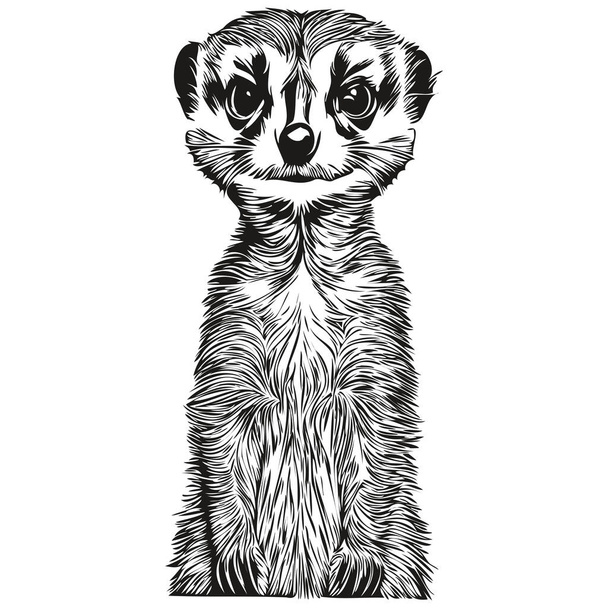 Vecteur réaliste Meerkat, illustration animalière dessinée à la main Meerkat - Vecteur, image