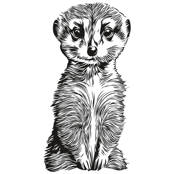 Vecteur réaliste Meerkat, illustration animalière dessinée à la main Meerkat - Vecteur, image