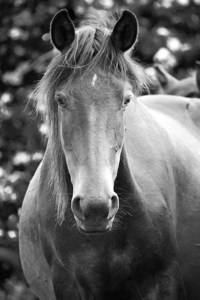 black and white portrait of a beautiful thoroughbred stallion - Foto, Bild