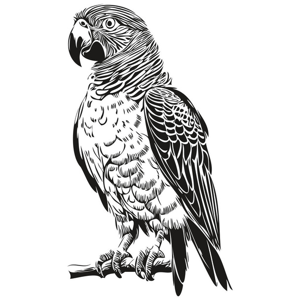 papouščí skica, ruční kresba volně žijících živočichů, archivní rytý styl, vektorový ilustrační papoušek - Vektor, obrázek