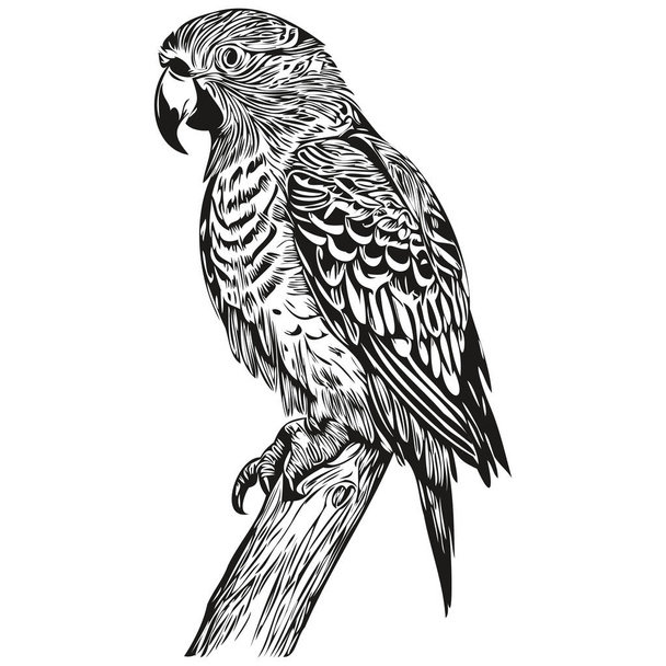 parrot sketches, outline with transparent background, hand drawn illustration parrot - Διάνυσμα, εικόνα