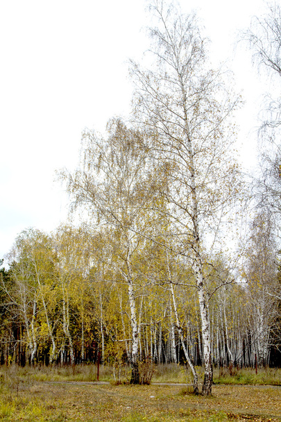 Bosque de abedul de otoño
 - Foto, Imagen