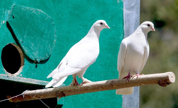 Doves sitting on branch - Photo, Image