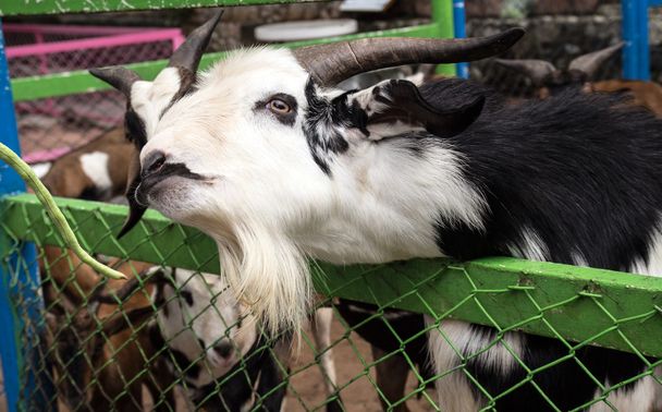 Wild goats behind the fence - Photo, Image