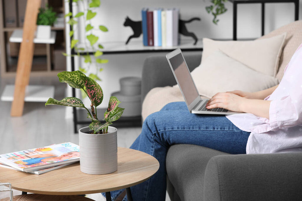 Woman using laptop in living room, focus on houseplant - Photo, image