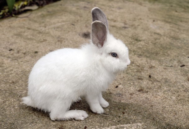 Pequeño conejo blanco
 - Foto, Imagen