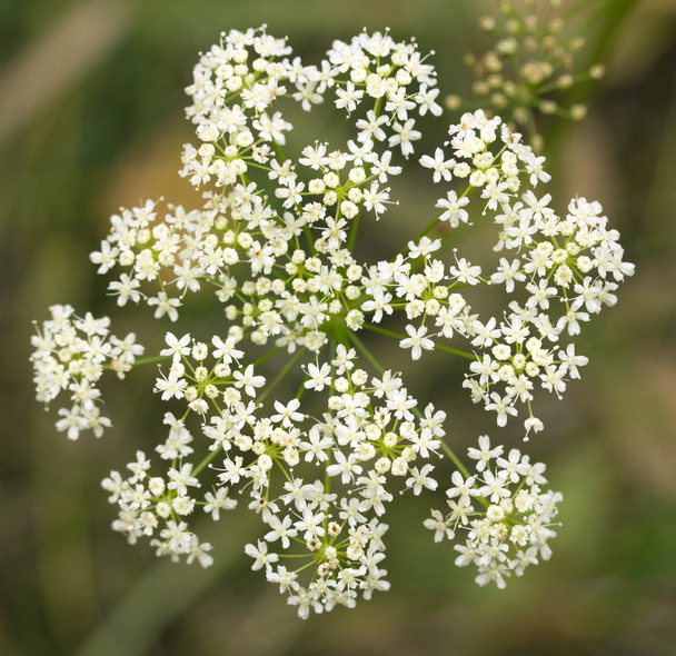 weiße Blüten der Schafgarbe - Foto, Bild