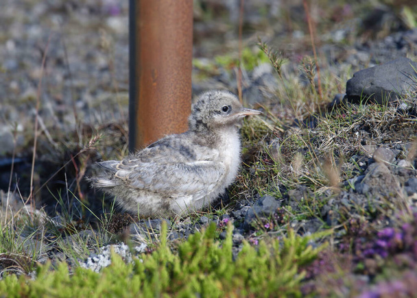 Arctic Tern (juvenile) (sterna paradisaea) perched on the ground - Photo, Image