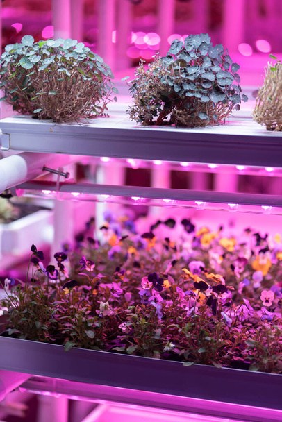 Seedlings of nasturtium and pansies growing in hothouse under purple LED light. Hydroponics indoor vegetable plant factory. Greenhouse with agricultural cultures and led lighting equipment.  - Фото, изображение