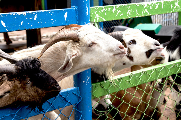 Chèvres sauvages derrière la clôture
 - Photo, image