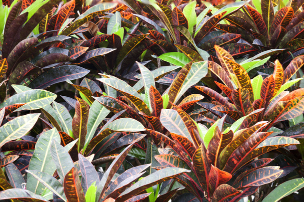 Codiaeum variegatum - Fotó, kép
