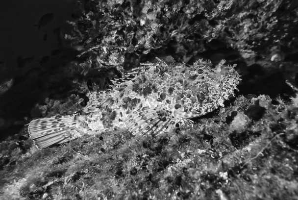 Rockfish in Mediterranean Sea - Photo, Image