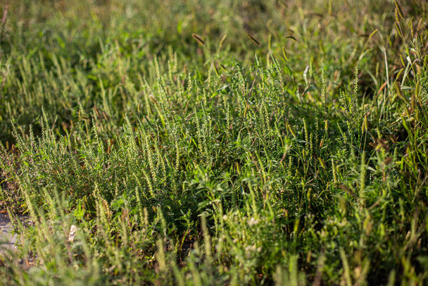 Cespugli di erba ragia. Ambrosia artemisiifolia pericolosa pianta allergica che cresce in città lungo le strade in estate e in autunno. Borse di erbaccia e burrospazzole il cui polline è mortale per l'allergia - Foto, immagini