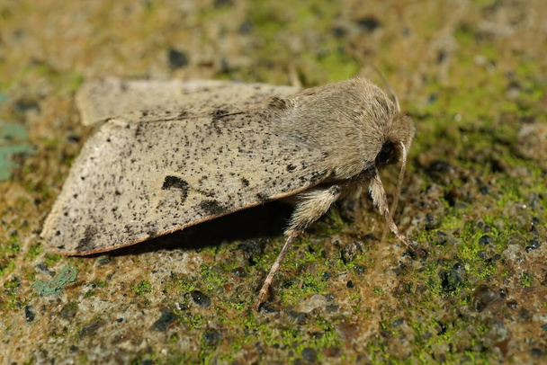 Detailed closeup on an Oregon Orthosia owlet moth species, sitting on stone - Photo, Image